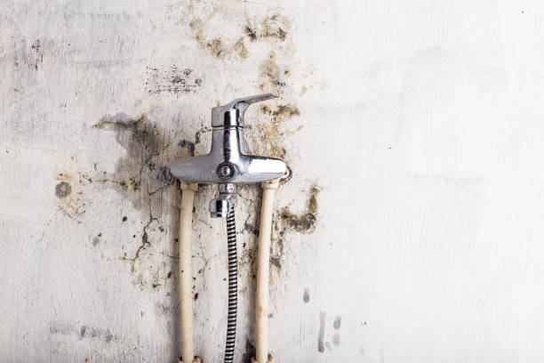 Best Same-Day Mold Removal  in Hazleton, PA