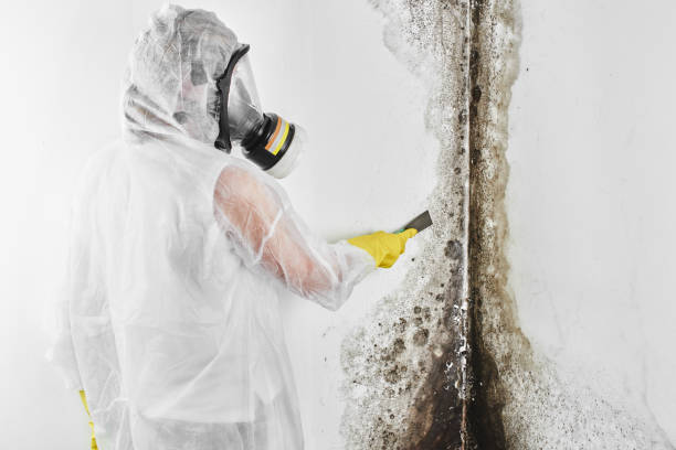 Best Affordable Mold Removal  in Hazleton, PA