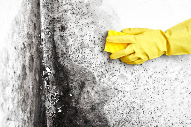 Best Home Mold Removal  in Hazleton, PA