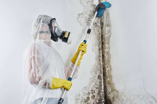 Trusted Hazleton, PA Mold Removal Experts
