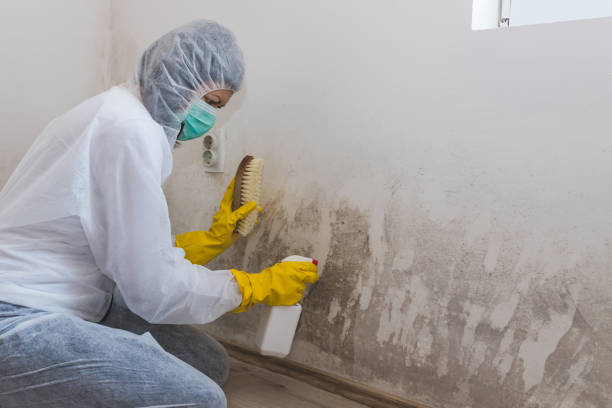 Best Mold Removal Specialists  in Hazleton, PA
