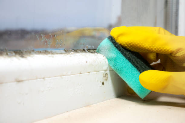 Mold Testing and Removal in Hazleton, PA