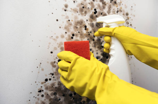 Best Fast Mold Removal  in Hazleton, PA