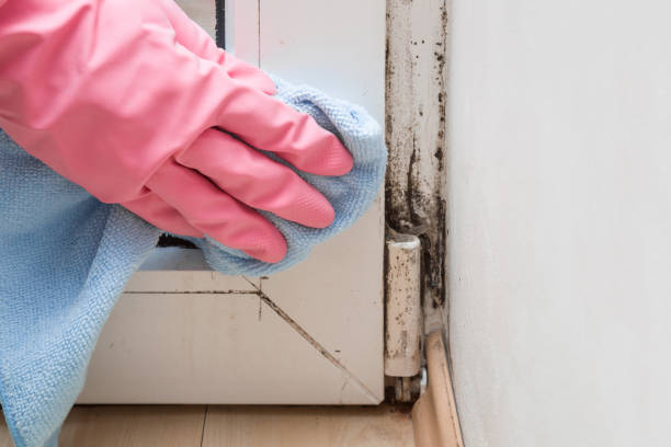 Best Mold Removal Near Me  in Hazleton, PA