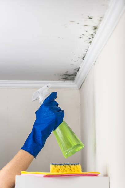 Best Certified Mold Removal  in Hazleton, PA