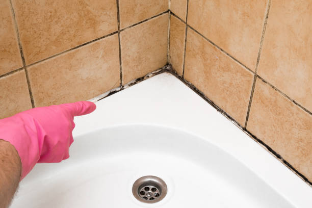 Best Emergency Mold Removal  in Hazleton, PA