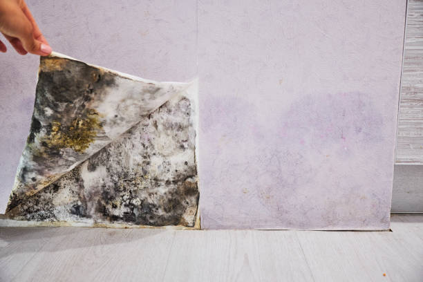 Best Black Mold Removal  in Hazleton, PA